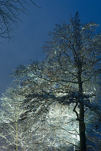 冰覆盖夜空背景的顶层树街灯照亮图片