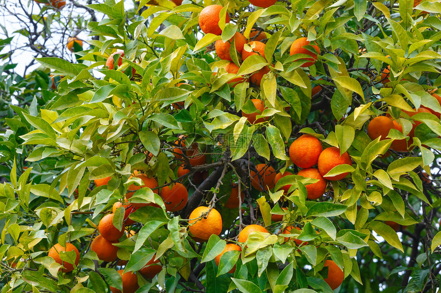 普通话树含橙子水果和茂密的叶子图片