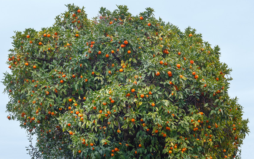 普通话树含橙子水果和茂密的叶子图片