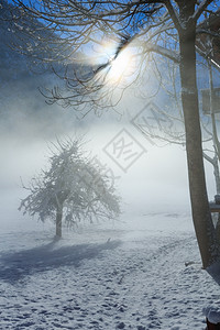 冬雾的乡村观光太阳在树枝和孤单的后面图片