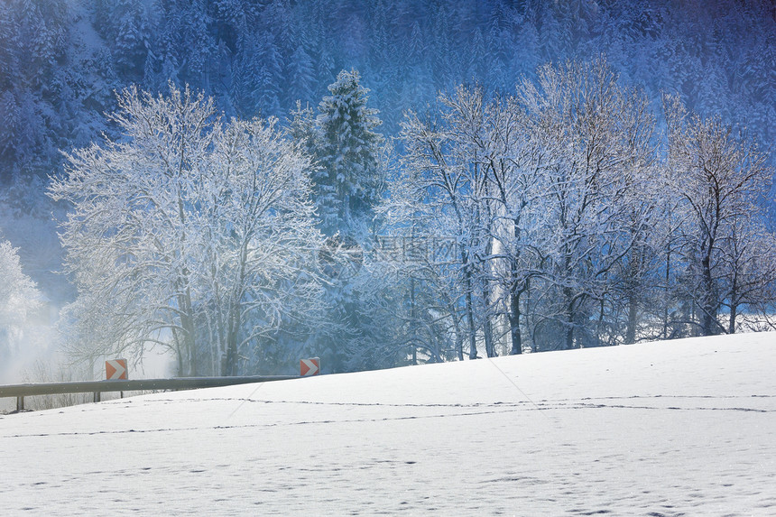 冬季风景与轻雪落和从树上下的雪图片