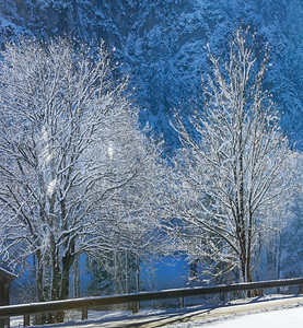 冬季乡村公路上下着轻雪树木日光照过树枝图片