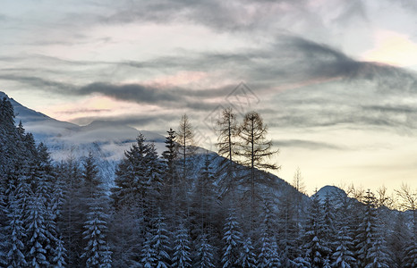 冬季雪林和云层中的山峰开始起落图片