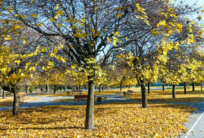 秋叶覆盖的道路和长椅图片