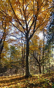 秋天的森林满是黄蜂和青树叶图片