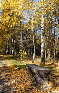 在金色秋天的公园里木卫一在满是黄色叶子的路上漫步图片