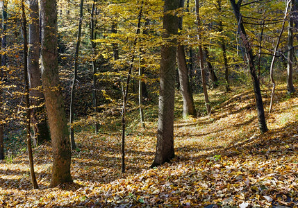 秋天的森林充满了干嫩树叶图片