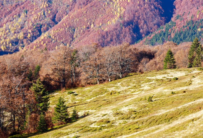 秋天喀尔巴阡山的有色坡晨雾之景图片