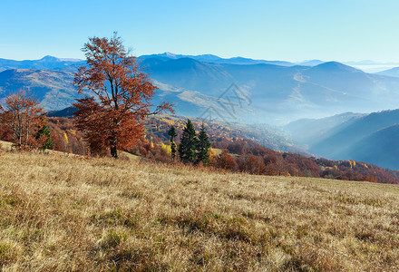 秋色的迷雾山地坡和日光束上树多彩图片