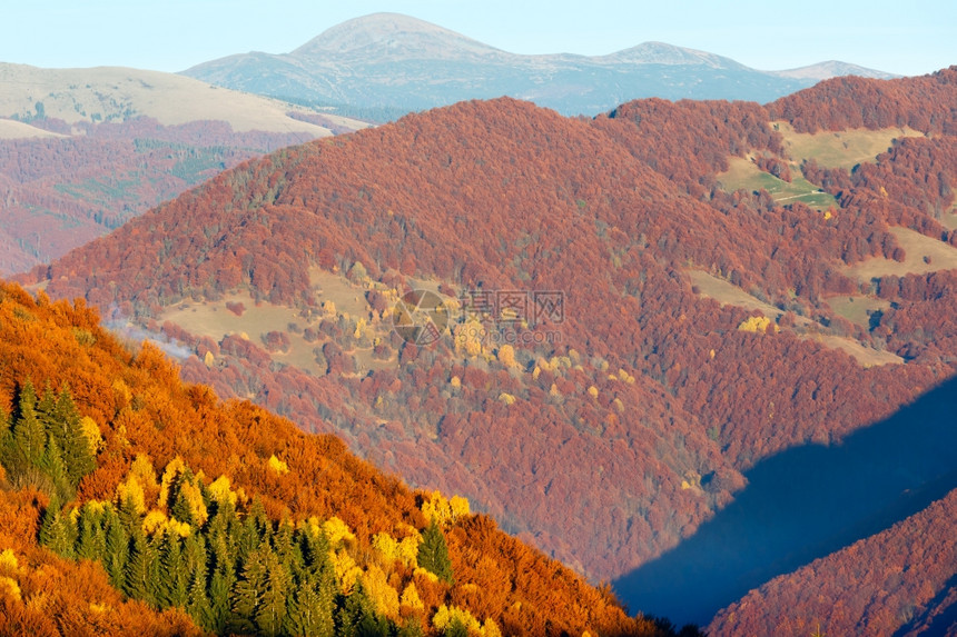 秋天迷雾的喀尔巴阡山坡上的森林多彩图片