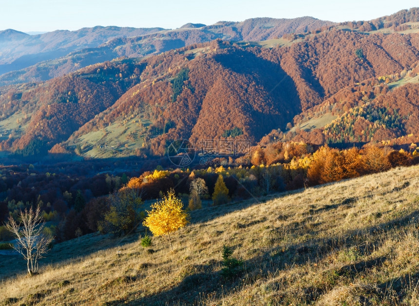 秋天的晨雾喀尔巴阡山地风景坡上树多彩图片