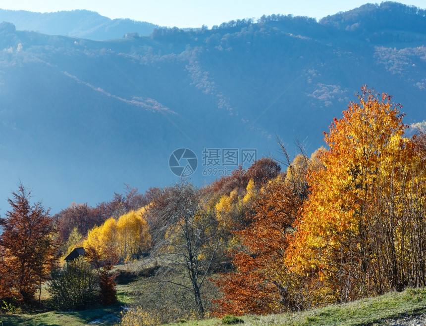 秋的山坡树多姿彩图片