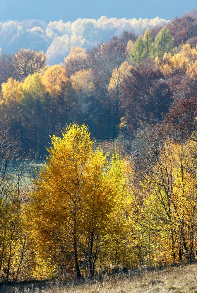 在山坡上树枝黄色叶状的秋雾山景图片