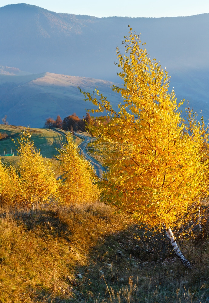 前山坡和后面农村公路上的山坡秋色地貌和黄树图片