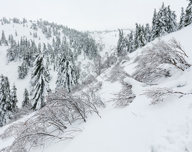 寒冬山上阴云多的寒冷雪雨林和灌木丛图片