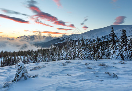 日出冬季山区风景坡上有红云和fir树喀尔巴阡山图片