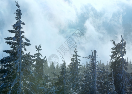 清晨冬天的森林在云中和阳光下图片