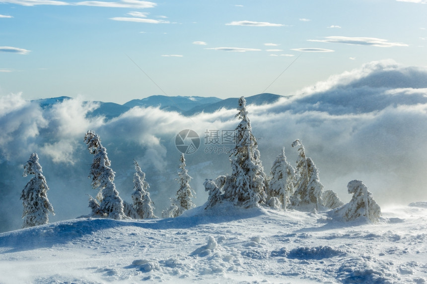 寒冬晨山上的冰雪壁树在多云的天气下喀尔巴阡山图片