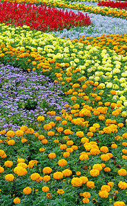 橙色花朵和黄的红莎薇亚花盆在夏日上种植图片