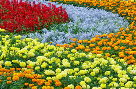 橙色花朵和黄的红莎薇亚花盆在夏日上种植图片