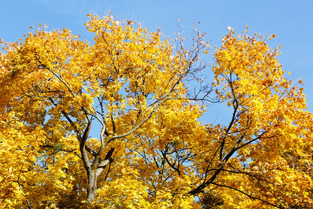 蓝色天空背景的黄秋叶山坡树顶图片