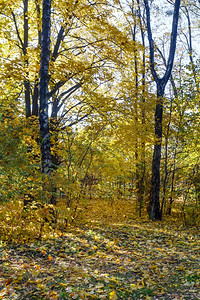 秋天的森林充满了黄树叶图片