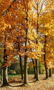 秋天城公园的橡树和红叶图片