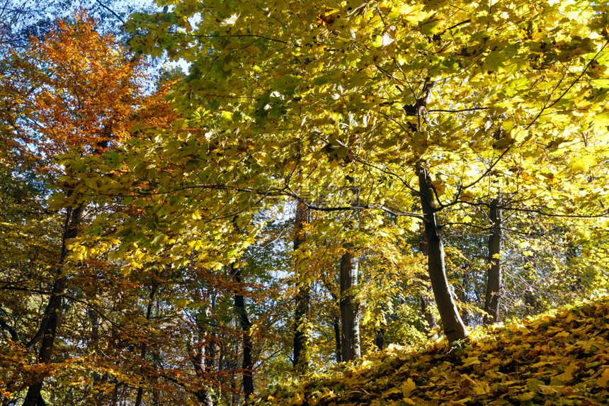 秋叶的地毯在小山丘和金树上在城市公园图片