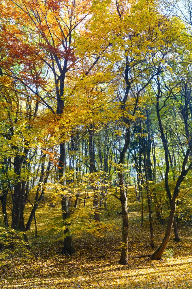 秋叶绿黄地毯城市公园有树影图片