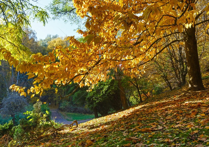 在城市公园里他下面有秋天的黄褐叶和绿草图片