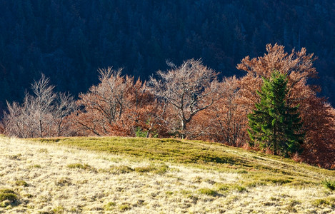 秋天喀尔巴阡山坡上树有干叶和壁月亮是阴暗的图片