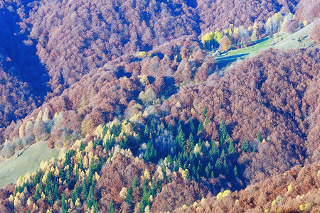 秋雾山的坡上充满了多彩的森林图片