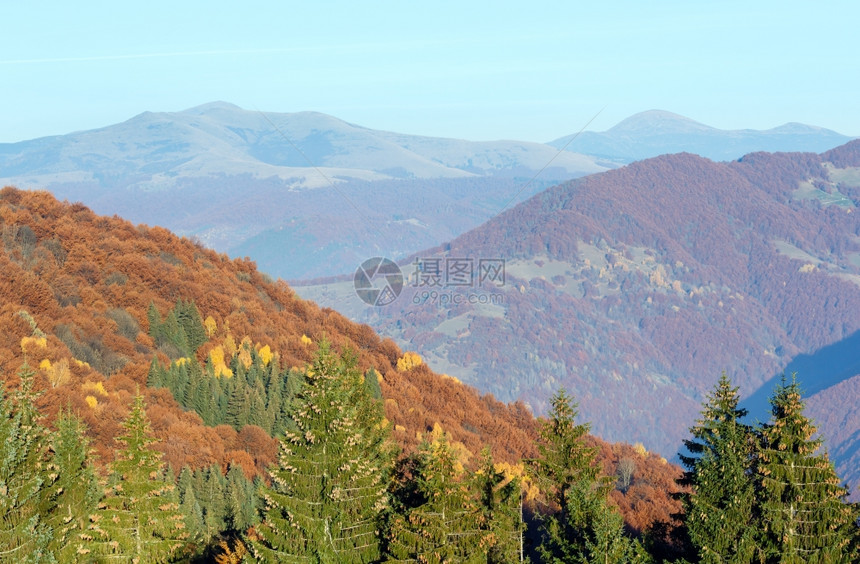 秋色的山岳风景坡上有多彩的树前面有锥子的松树图片