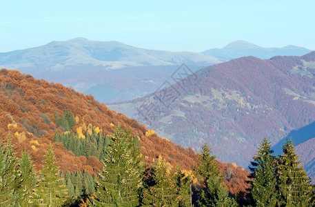 秋色的山岳风景坡上有多彩的树前面有锥子的松树背景图片