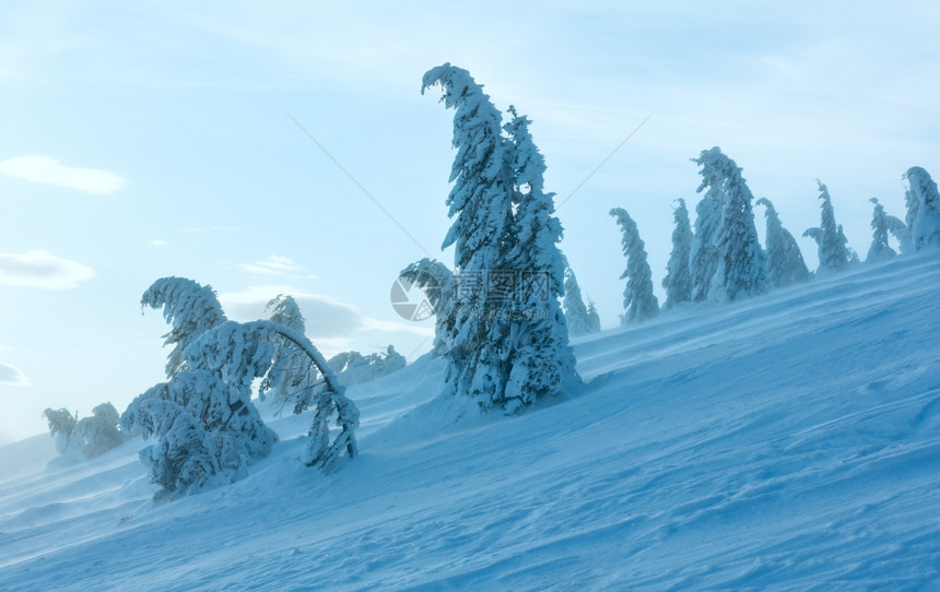 寒冬清晨山上的冰雪毛树在多云的天气下图片