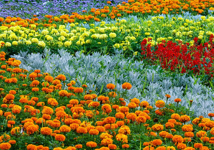 橙色花朵和黄马龙红的莎薇雅花盆夏季背景图片