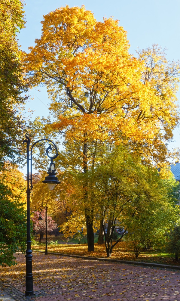秋天的市政公园配有金树叶和灯具图片