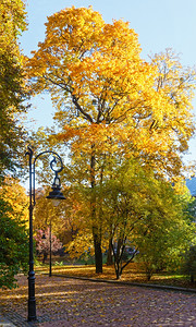 秋天的市政公园配有金树叶和灯具背景图片