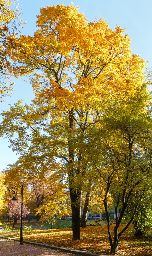 秋天城市公园有人行道黄色的树和灯图片
