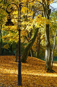 秋天公园的灯泡树下有黄叶图片