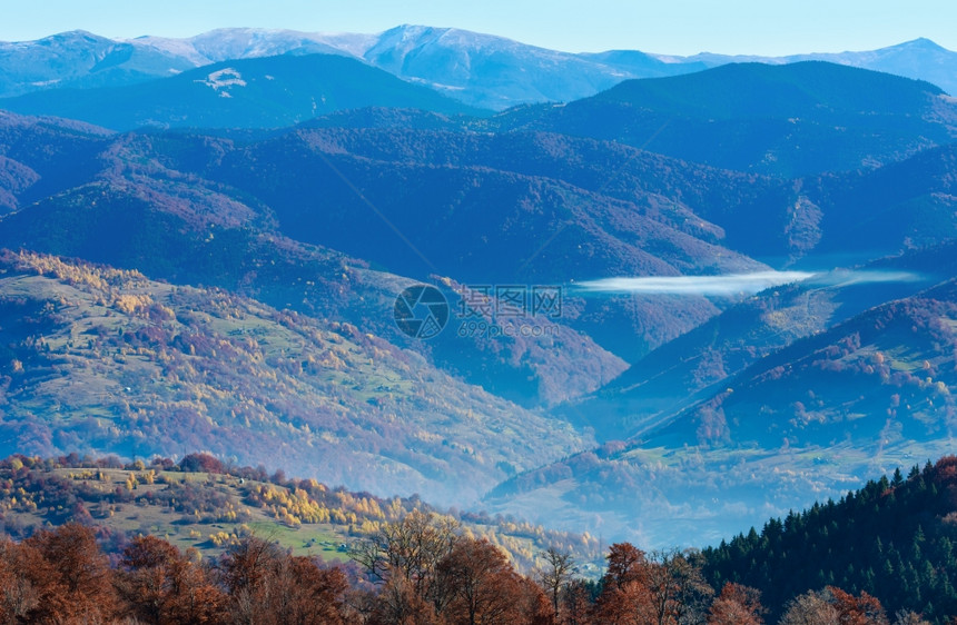 秋天的早晨雾喀尔巴阡山和坡上多彩的树图片