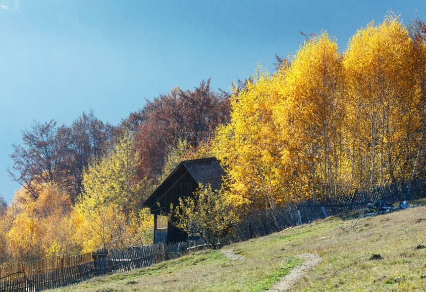 秋色的山坡围栏后面有谷仓黄色的树枝图片