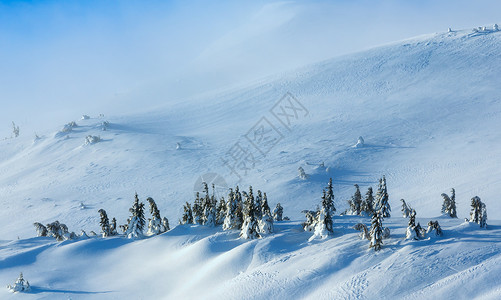 寒冬清晨山上的白雪树在多云的天气下背景
