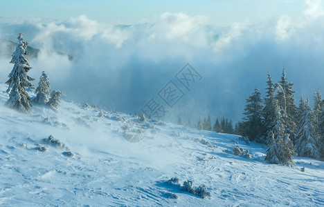 寒冬晨山上的雪树在多云天气下喀尔巴阡山图片