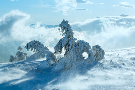 冬季清晨山上的冰雪树在风云明媚的晴天气下图片