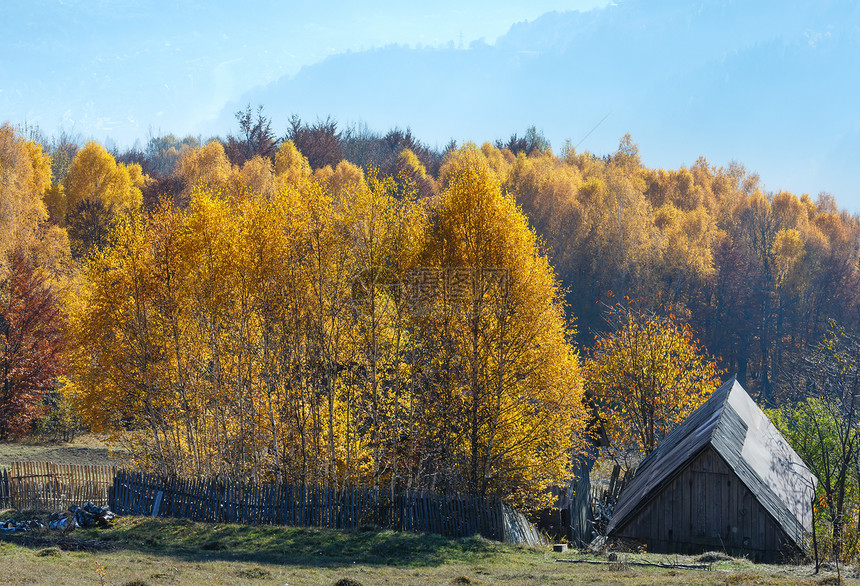 秋雾蒙蒙的山坡上有黄色的桦树和屋顶的木屋图片