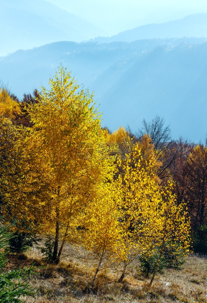 在山坡上树着黄色的秋山峰风景图片
