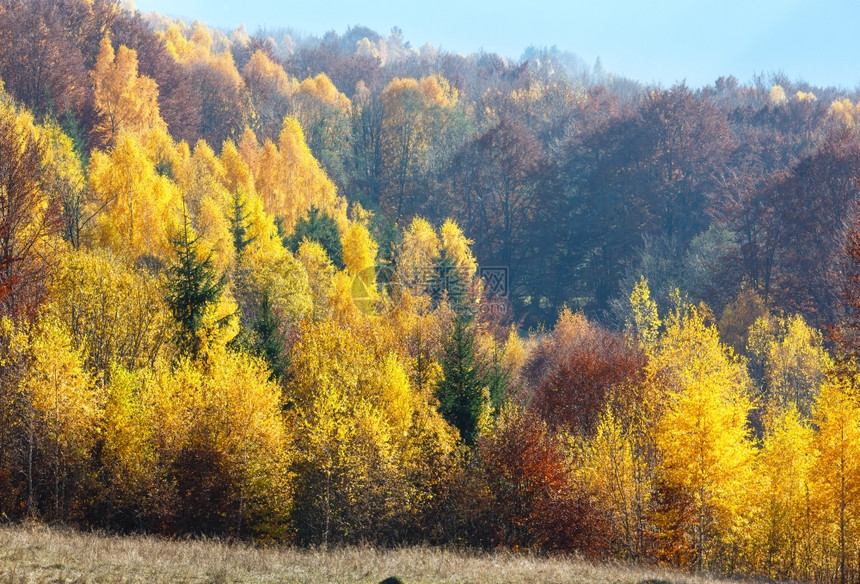 秋天迷雾山坡上多彩的森林图片