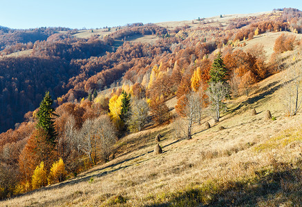 秋天的山坡有多彩树木和干草堆图片