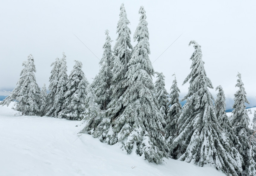 冬季山喀尔巴阡上有冰雪的树图片